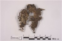 藏品(麩石蕊)的圖片